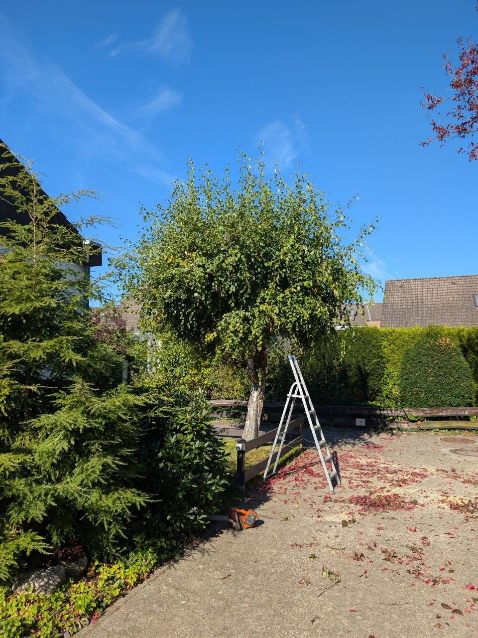 Baumpflege in Braunschweig vorher