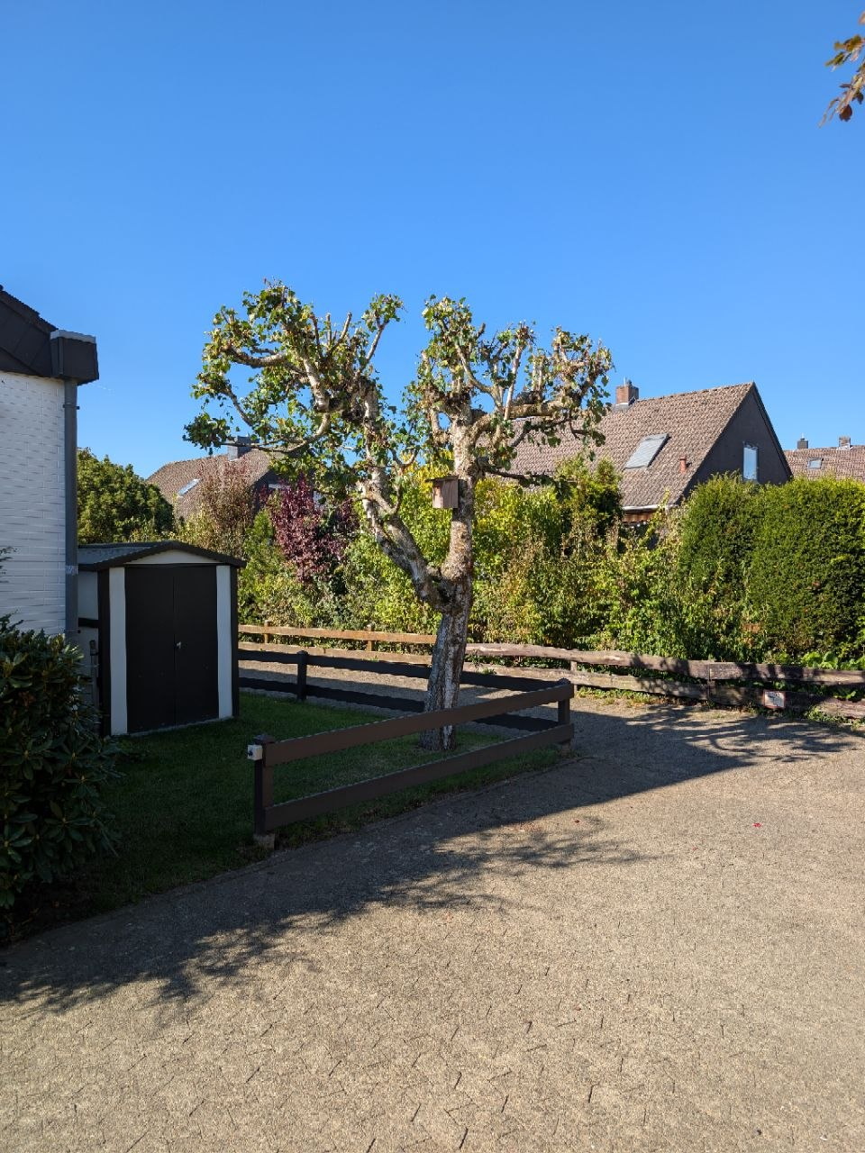 Baumpflege in Braunschweig nachher
