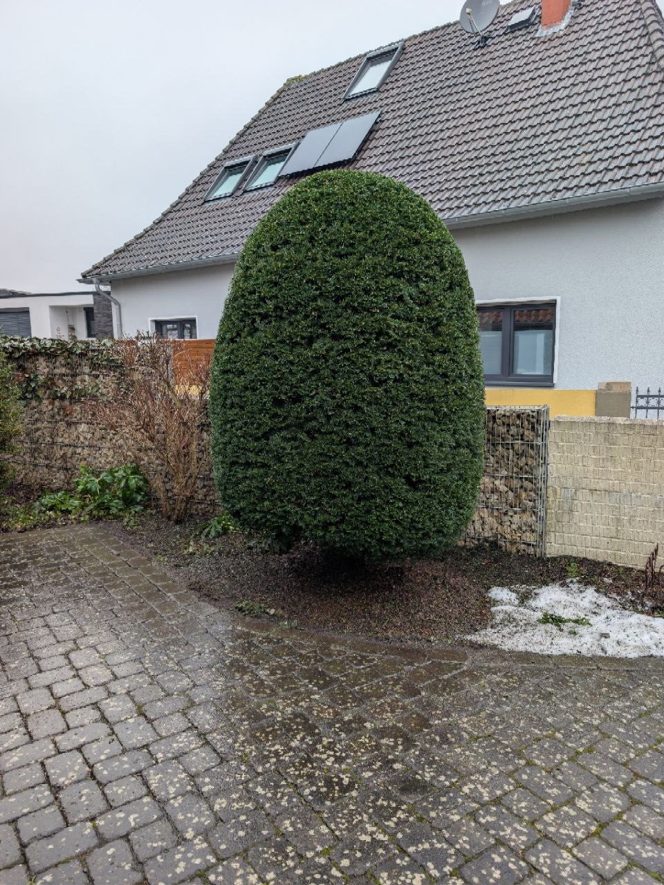 Formschnitt in Salzgitter nachher