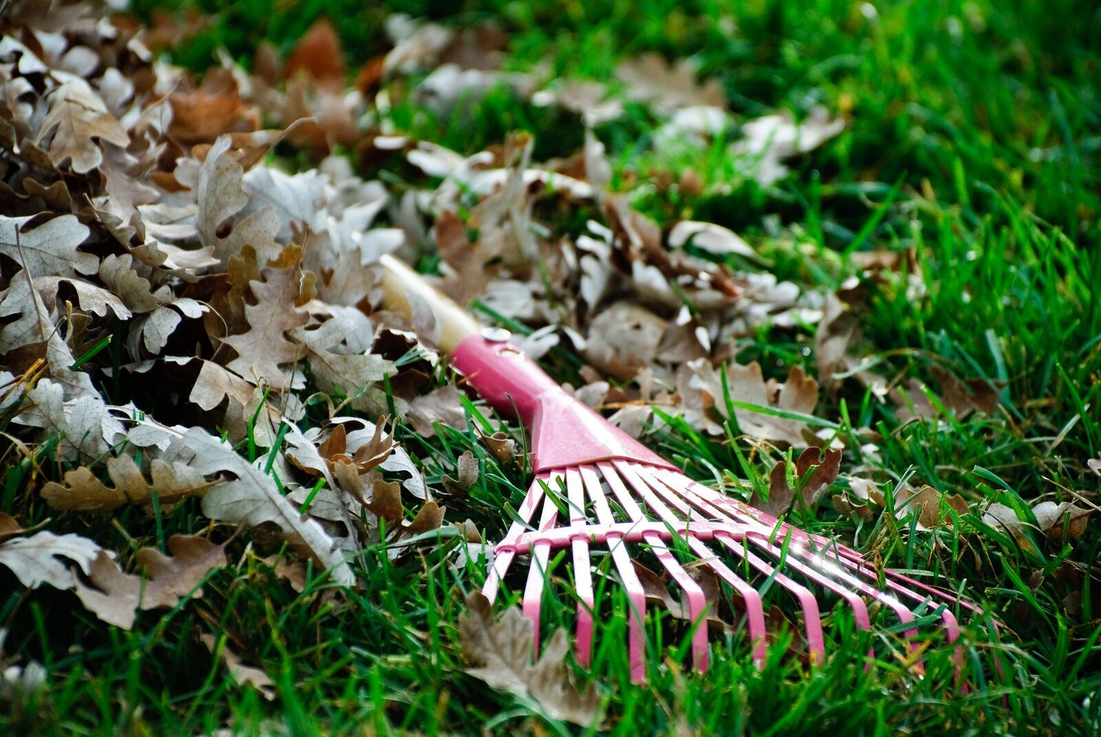 Laub im Herbst: Warum regelmäßiges Entfernen dem Rasen guttut